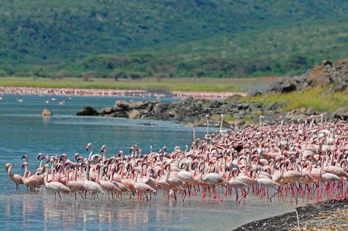 Naivasha